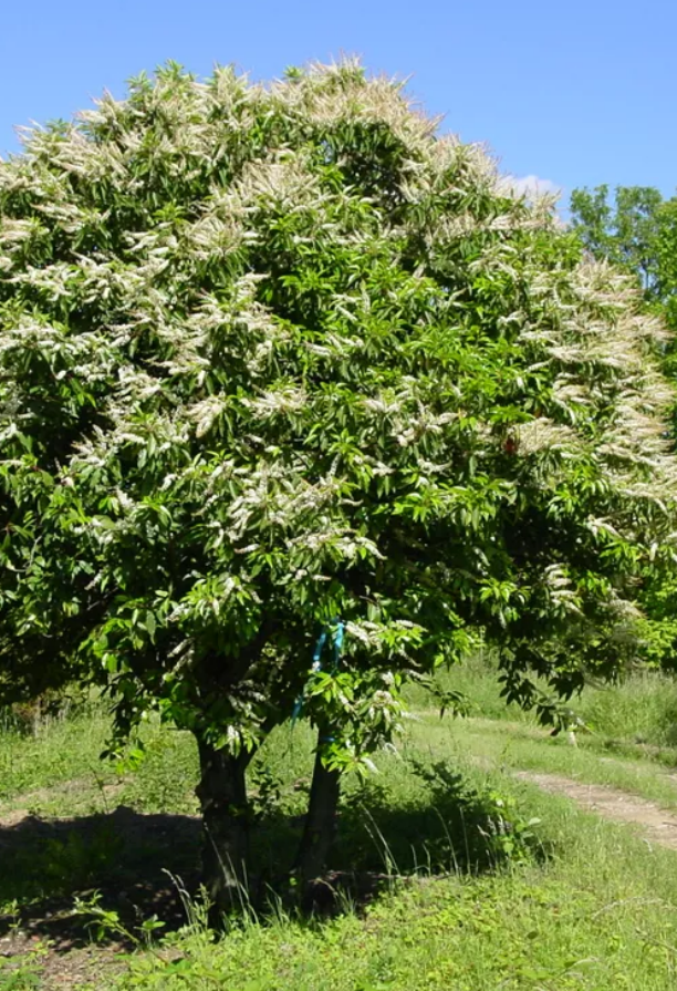Portuguese Laurel tree