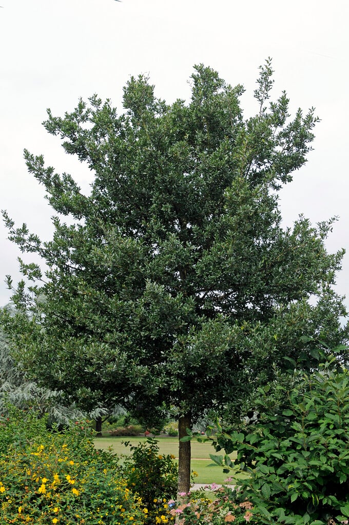 Holm Oak tree