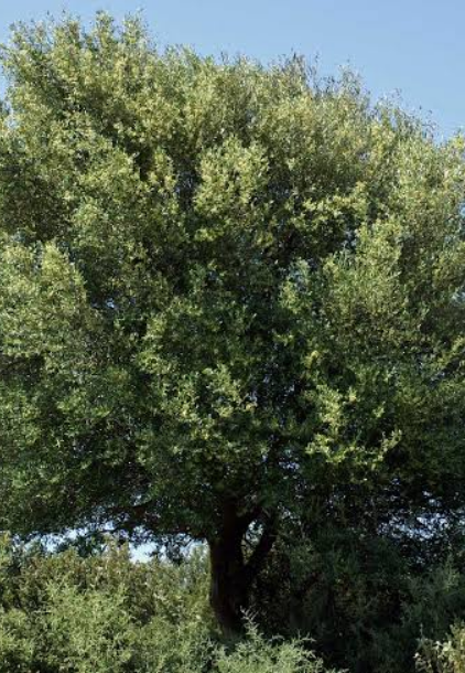 Cork Oak tree