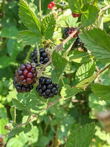 Thornless Blackberry plant