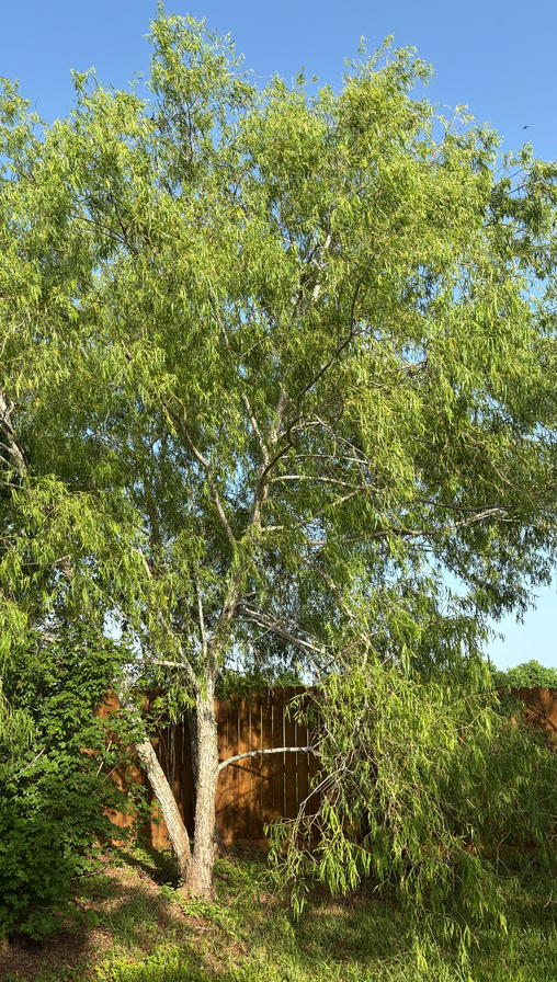 Common Osier tree