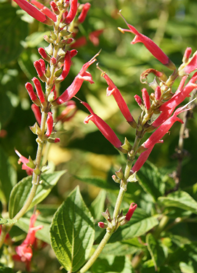 Pineapple Sage plant