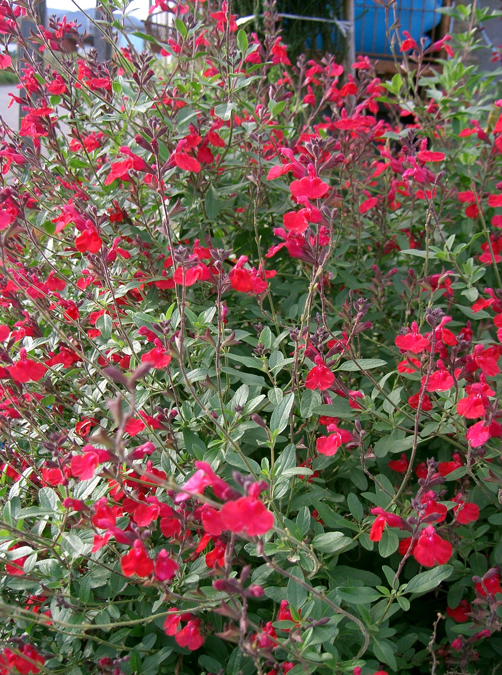 Blackcurrant Sage plant
