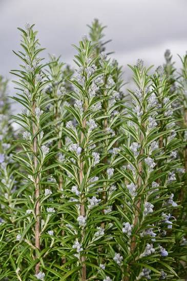 Rosemary plant