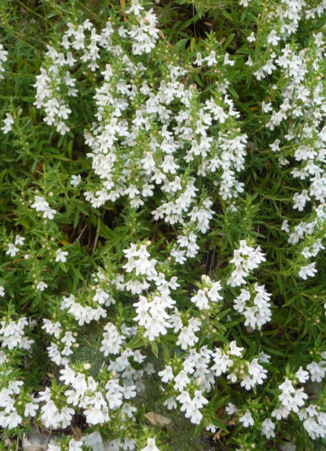 White-flowered Winter Savory plant