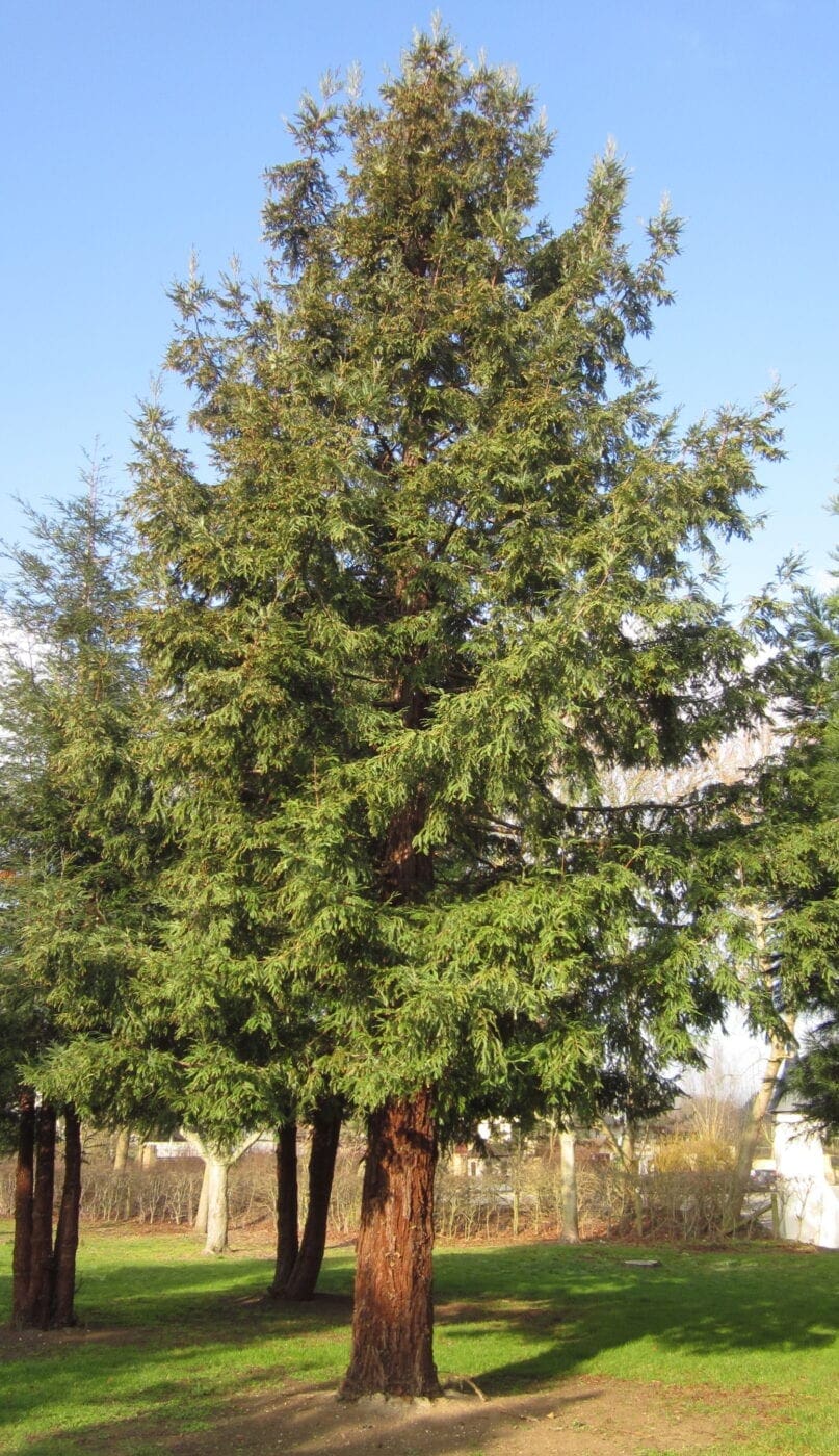 Coast Redwood tree