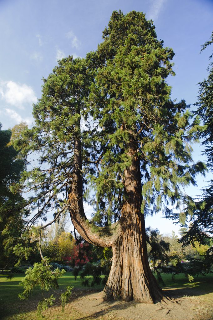Giant Redwood tree
