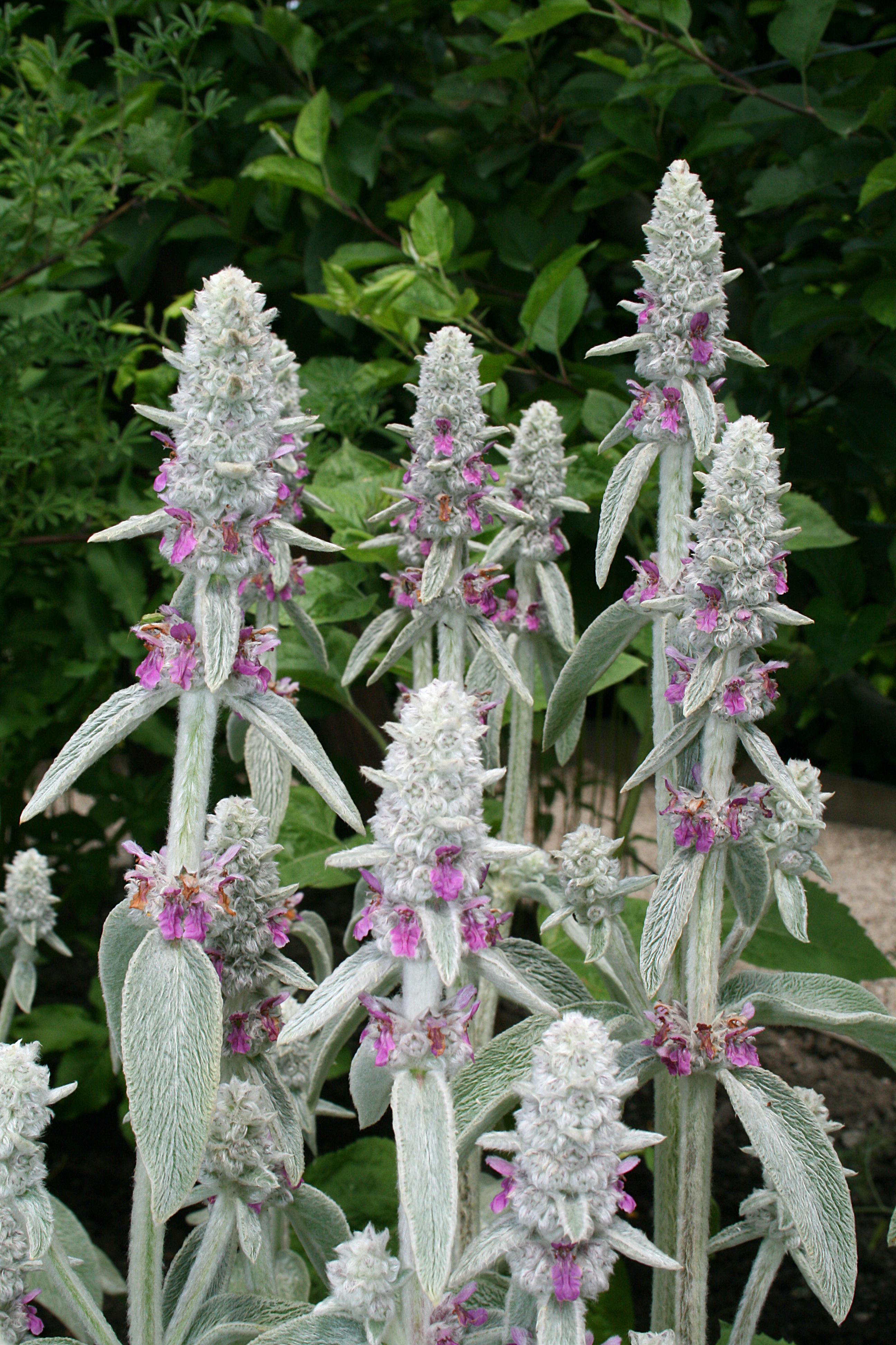 Lamb’s Ear plant