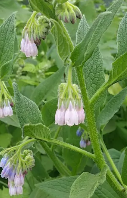 Russian Comfrey plant