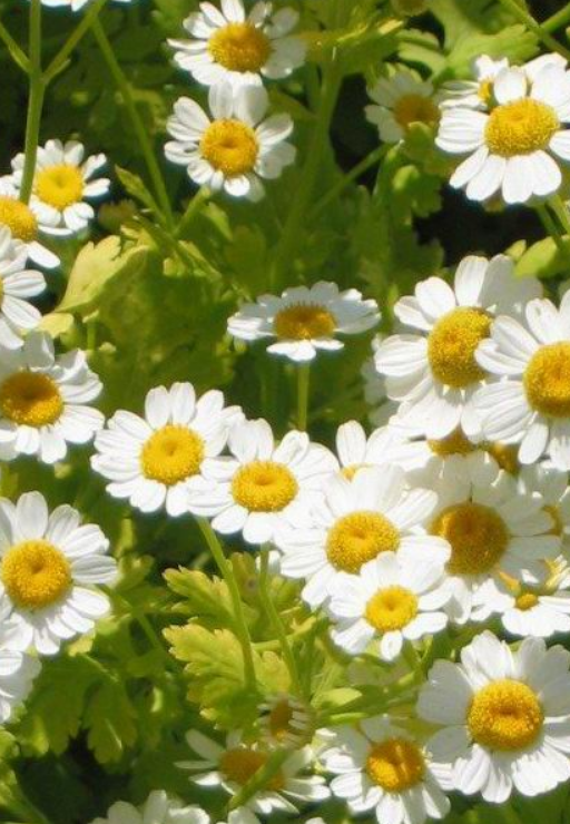 Feverfew plant