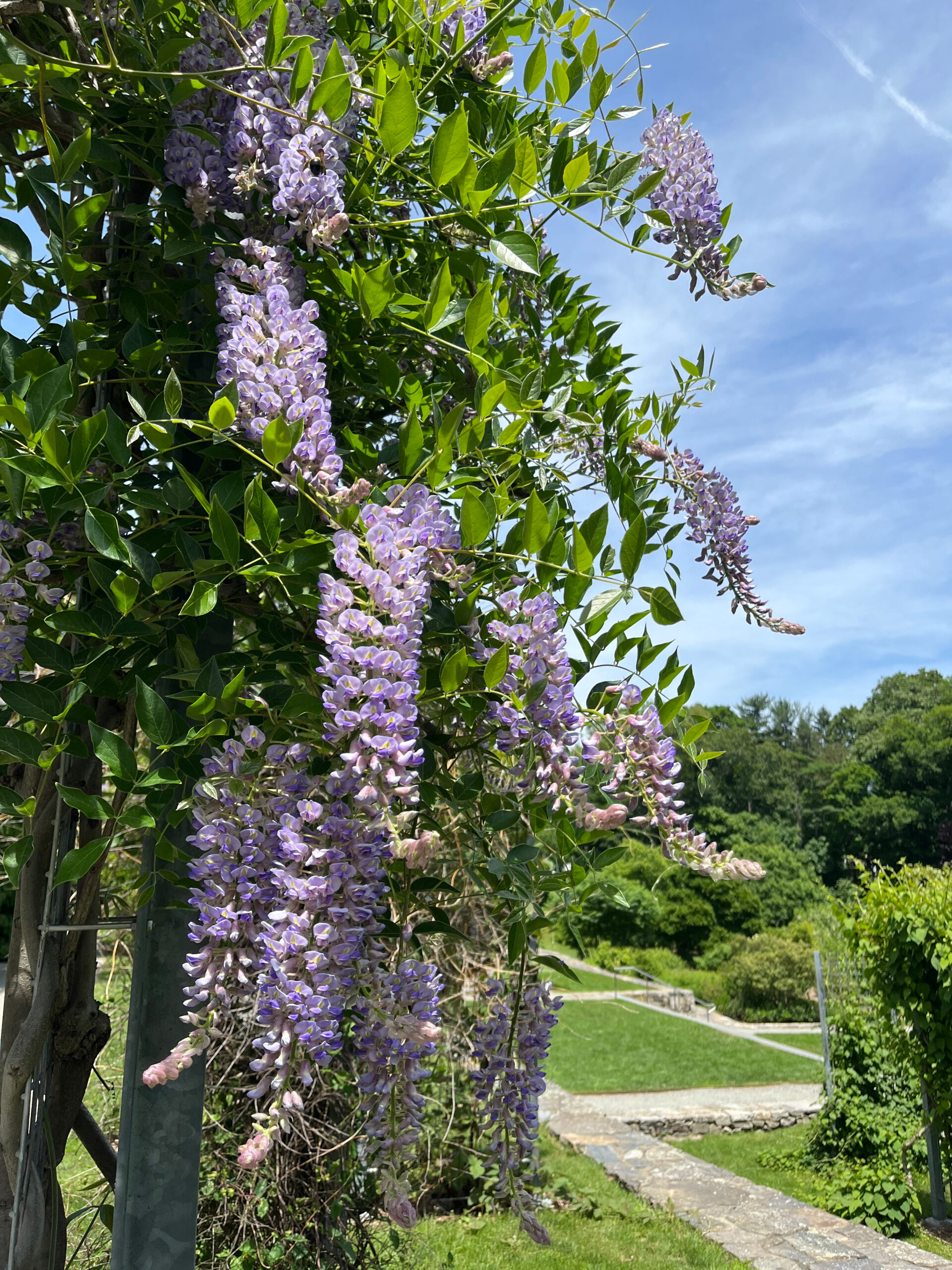 Wisteria tree